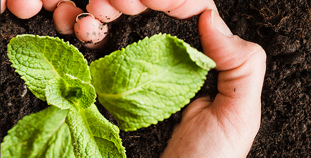 Fertilizer Import Turkey Ecep Han Global